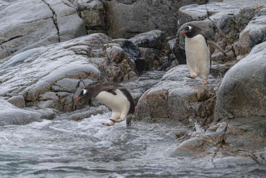Pingüino Papua o Gentoo - Antártida 08.jpg